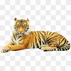 Sumatran Tiger Zoo Wildlife Sticker White Tiger - Point Defiance Zoo & Aquarium, HD Png Download - tony the tiger png