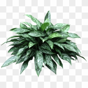 Aglaonema Green Lady, HD Png Download - office plant png