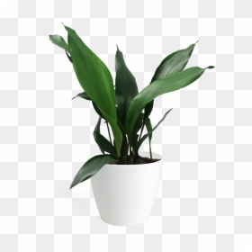 Aspidistra Png, Transparent Png - office plant png