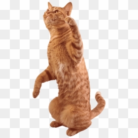 Image Royalty Free Library Tabby Cat Stock Photography - Transparent Cat Stock, HD Png Download - tabby cat png