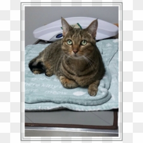 2019 May Cat In Pain Lynxie - Tabby Cat, HD Png Download - tabby cat png