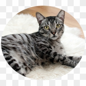 Image - Grey Transparent Tabby Cat, HD Png Download - tabby cat png