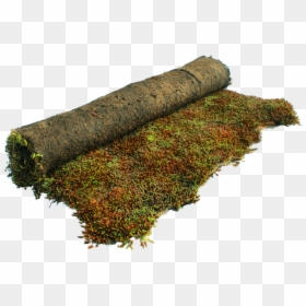Moss, HD Png Download - ground cover png
