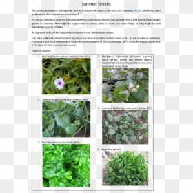 Garden, HD Png Download - ground cover png