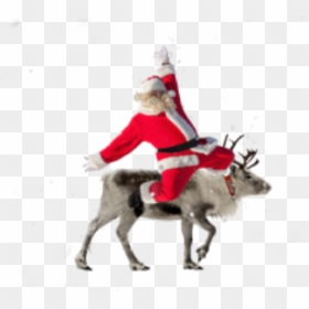 #santa #reindeer #christmas #holiday - Reindeer, HD Png Download - santa reindeer png