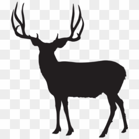 Whitetail Deer Freeuse - Mule Deer Buck Silhouette, HD Png Download - reindeer clipart png