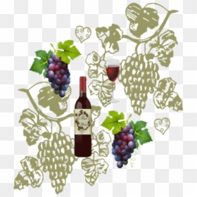 Wine And Grapes - Grapes Vector, HD Png Download - wine grapes png