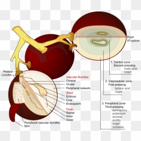 Wine Grape Diagram En - Wine Making Process, HD Png Download - wine grapes png