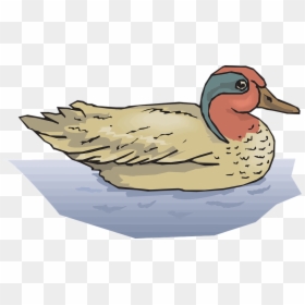 Duck Pencil And In - Mallard Ducks In Water Clipart, HD Png Download - swimming clipart png