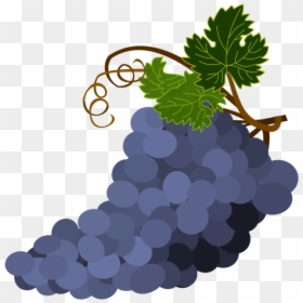 Grape Seed Extract,plant,grape - Grape Clipart On Transparent Background, HD Png Download - wine grapes png