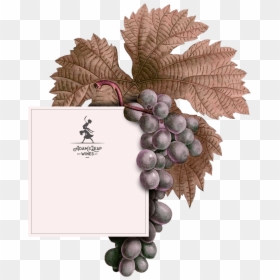 Grape, HD Png Download - wine grapes png