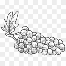 Club Member Discounts, HD Png Download - wine grapes png