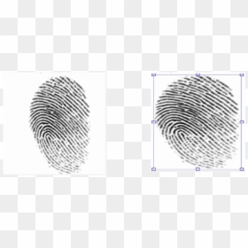 Crime Scene Latent Fingerprints, HD Png Download - fingerprints png