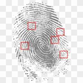 Fingerprint Forensic Png, Transparent Png - fingerprints png