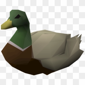 Duck, HD Png Download - duck.png