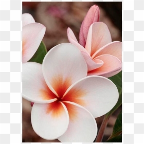 Beautiful Flowers In Nicaragua, HD Png Download - plumeria flower png