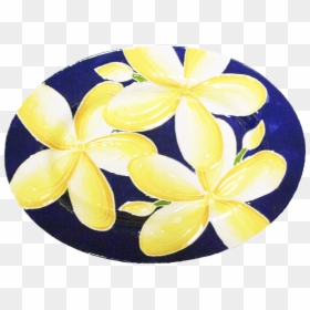 Transparent Plumeria Flower Png - Frangipani, Png Download - plumeria flower png