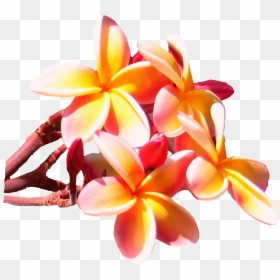 Frangipani, HD Png Download - plumeria flower png