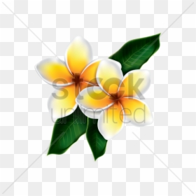Frangipani - Vector Kamboja, HD Png Download - plumeria flower png
