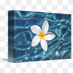 Transparent Plumeria Clipart - Flower Canvas, HD Png Download - plumeria flower png