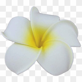 White Hawaiian Hair Flowers Cheap, HD Png Download - plumeria flower png
