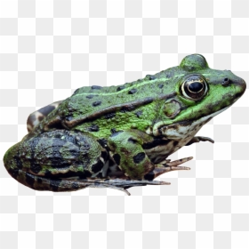 Frog Png - Ếch Png, Transparent Png - frogs png