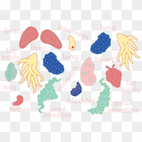 Frogs Png -dissection Frog Hoodie Colored Organ Map, Transparent Png - frogs png
