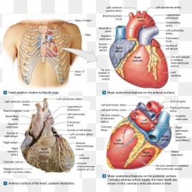 Arteries Of The Heart Cadaver, HD Png Download - heart organ png