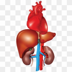 Heart, Liver, Kidney - Kidney Liver And Heart, HD Png Download - heart organ png