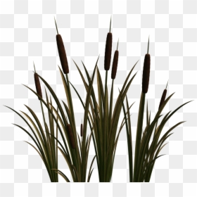 Clip Art Portable Network Graphics Cattail Image Scirpus - Cat Tail Plant Png, Transparent Png - cattail png