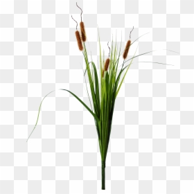 Transparent Cat Tail Plant, HD Png Download - cattail png