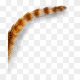 Cat Tail Png - Eurasian Red Squirrel, Transparent Png - cattail png
