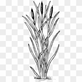 Drawing Cattail Clip Art Image - Cattail Clipart, HD Png Download - cattail png