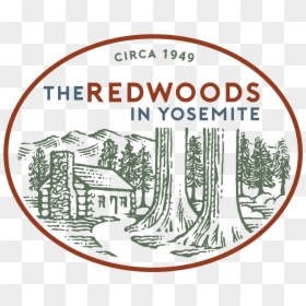 Transparent Star Trail Png - Redwoods In Yosemite Logo, Png Download - star trail png