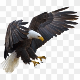 Bald Eagle Bird Hawk Buteoninae - Clear Background Eagle Png, Transparent Png - buzz lightyear flying png