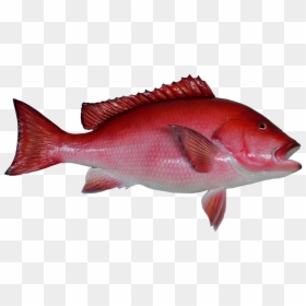 Red Snapper Fish Mount Clipart - Red Snapper Transparent Background, HD Png Download - fish swimming png