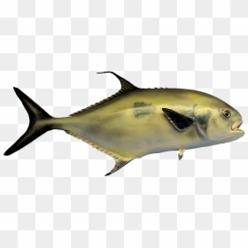 Black Tail Permit Fish - Poisson Avec Queue Avec Noir, HD Png Download - fish swimming png