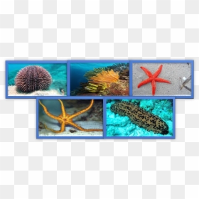 Imagen1 - Marine Biology, HD Png Download - pepino png