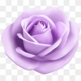 #purple #purpleflower #purplerose #pastel #lightpurple - Light Blue Flower Png, Transparent Png - lavender flower png
