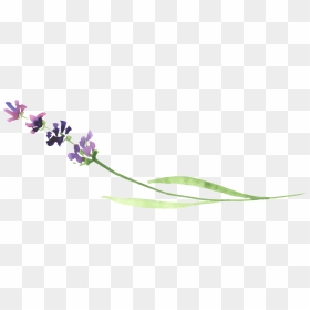 Ftestickers Flower Watercolor Lavender - Watercolor Lavender Transparent Background, HD Png Download - lavender flower png