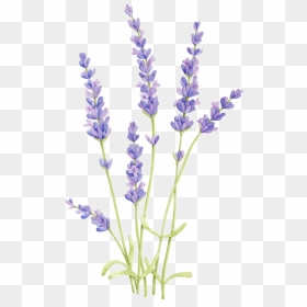 Flower Arrangement Png - Lavender Plant Drawing, Transparent Png - lavender flower png