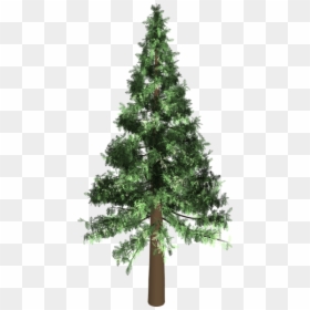 Arbol Pino Png, Transparent Png - evergreen trees png