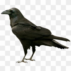 Raven Transparent Png - Raven Bird No Background, Png Download - raven flying png