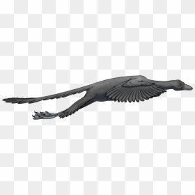 Could Archaeopteryx Fly, HD Png Download - raven flying png