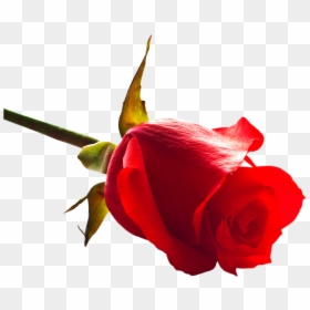 Free Png Rose Png Images Transparent - Cb Picsart Rose Png, Png Download - rose png images