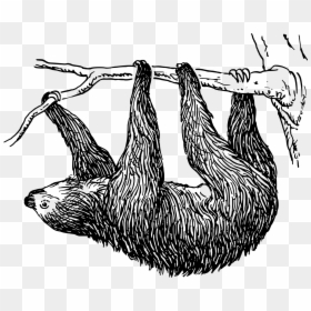 Clip Art Sloth Svg - Sloth Black And White Clip Art, HD Png Download - sid the sloth png