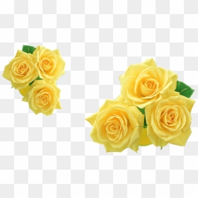 Rose Yellow Flower Clip Art - Transparent Background Yellow Rose Png, Png Download - rose png images