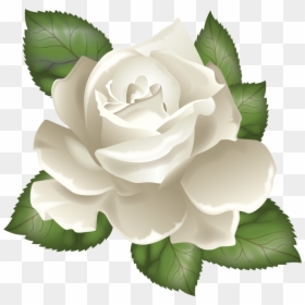 Transparent Rose Leaves Clipart - Transparent Background White Rose Vector Png, Png Download - rose png images