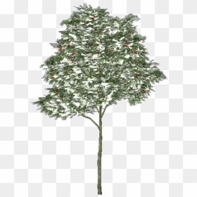 3d Trees - Rowan Tree - Acca Software - Rowan Tree Transparent, HD Png Download - evergreen trees png