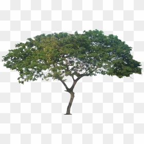Plant Images, Plant Pictures, Tree Photoshop, Tree - Transparent African Tree Png, Png Download - photoshop tree png